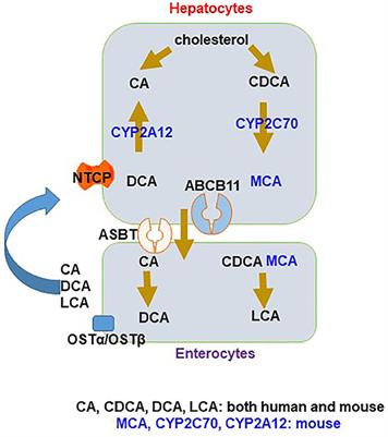 Bile Acids and FXR: Novel Targets for Liver Diseases